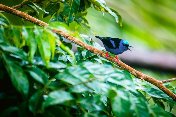 Quels sont les meilleurs spots pour observer les oiseaux exotiques en Colombie ?