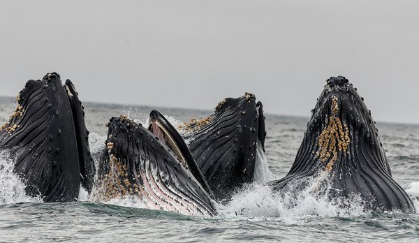 Quels sont les meilleurs endroits pour observer les baleines en Argentine sans frais?