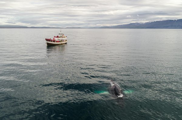 Où trouver les meilleurs spots pour l'observation des baleines à bosse en Islande : périodes et lieux ?